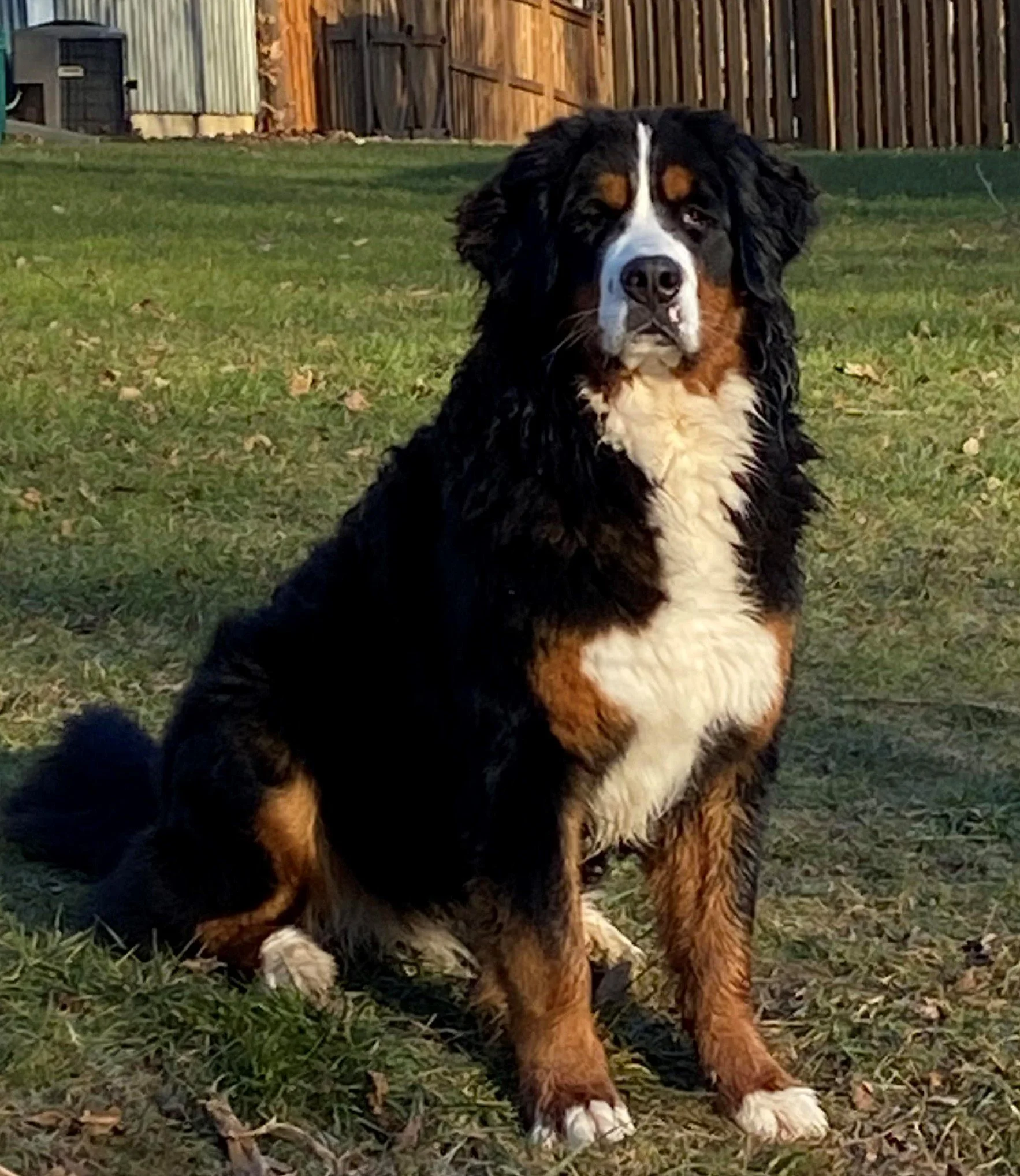 Bernese Mountain Dog named Michaudville Ida sitting in a green grassy yard with a fence in the background